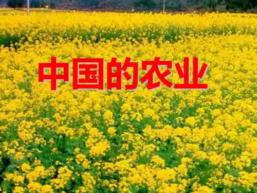 中国的农业培训课件(PPT共 31张)