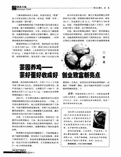 茶园养鸡——茶好蛋好收成好 创业致富新亮点