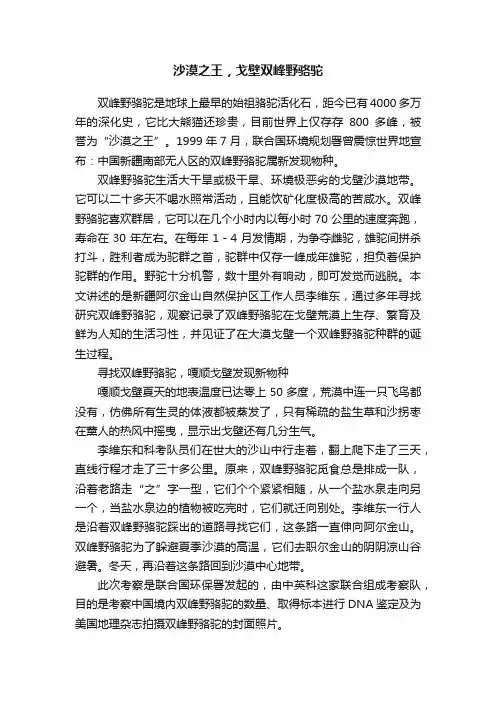 沙漠之王，戈壁双峰野骆驼
