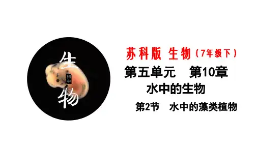10.2 水中的藻类植物(课件)-七年级生物下册同步精品课堂(苏科版)