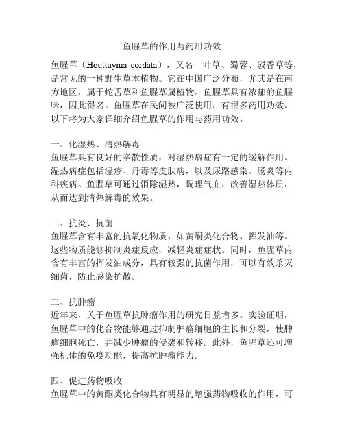 鱼腥草的作用与药用功效