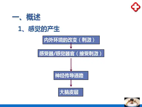 感觉器官(人体解剖生理学)