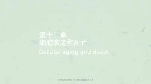 医学细胞生物学第十二章细胞的衰老和死亡课件