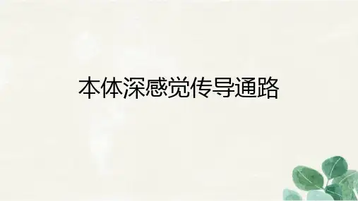 本体深感觉传导通路