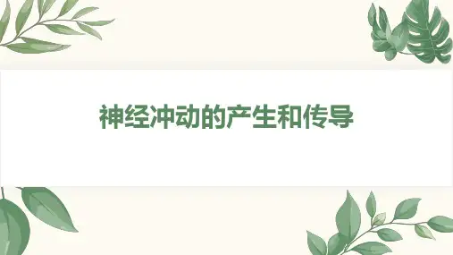 神经冲动的产生和传导ppt课件