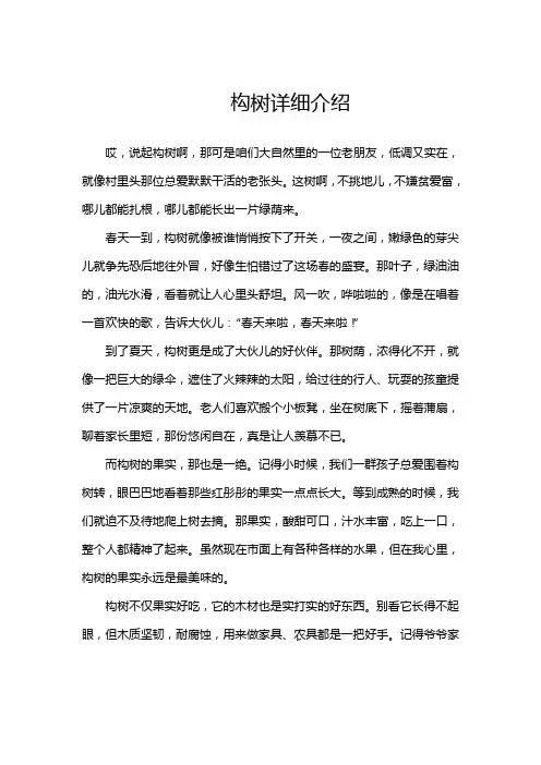 构树详细介绍