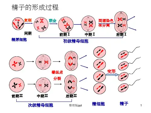 减数分裂过程图