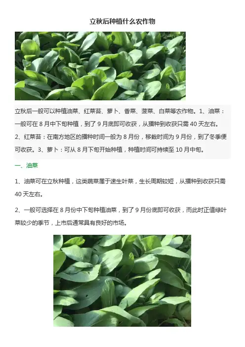 立秋后种植什么农作物