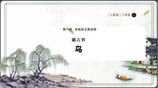 人教版生物八年级上册5.1.6 鸟 同步备课课件(共27张PPT)
