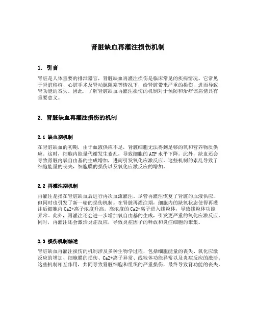 肾脏缺血再灌注损伤机制