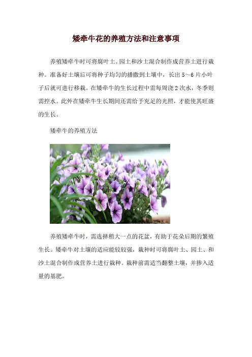 矮牵牛花的养殖方法和注意事项