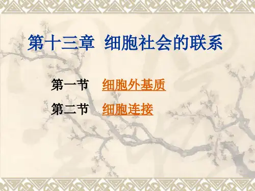 第十三章细胞连接