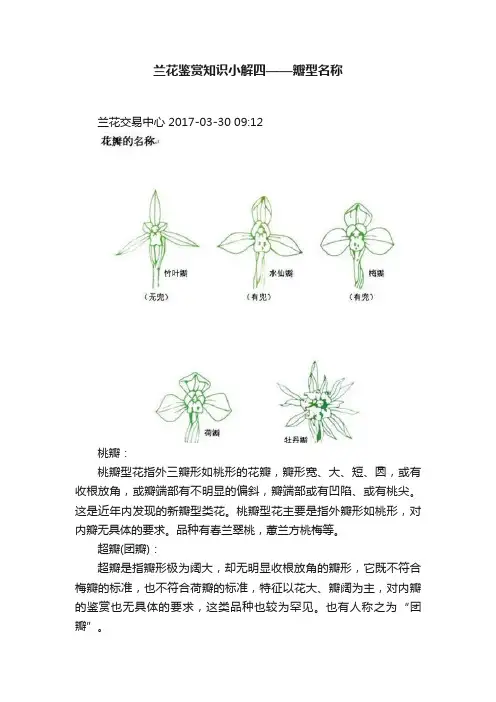 兰花鉴赏知识小解四——瓣型名称