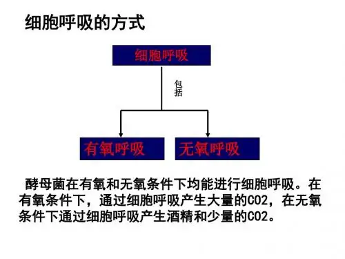 人教版高中生物必修一5.3细胞呼吸第二课时(共37张PPT)
