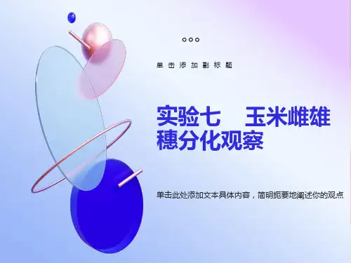 实验七玉米雌雄穗分化观察