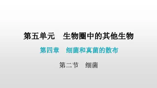 人教版生物八年级上册 第五单元 第四章 第二节  细菌 课件