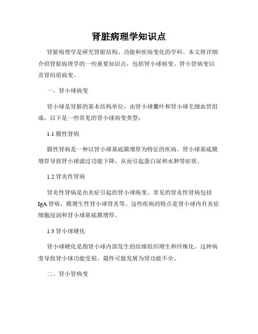 肾脏病理学知识点