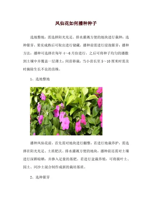 凤仙花如何播种种子