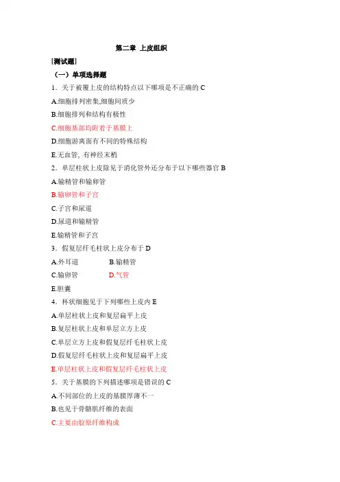 上皮组织