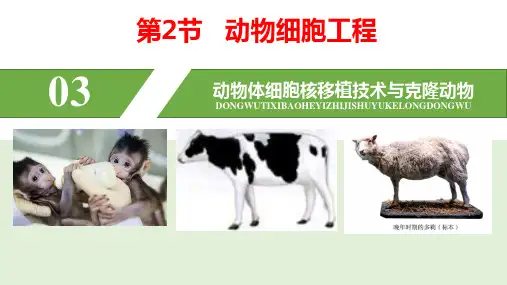 动物体细胞核移植技术和克隆动物  课件人教版高中生物选修三ppt