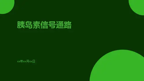 胰岛素信号通路