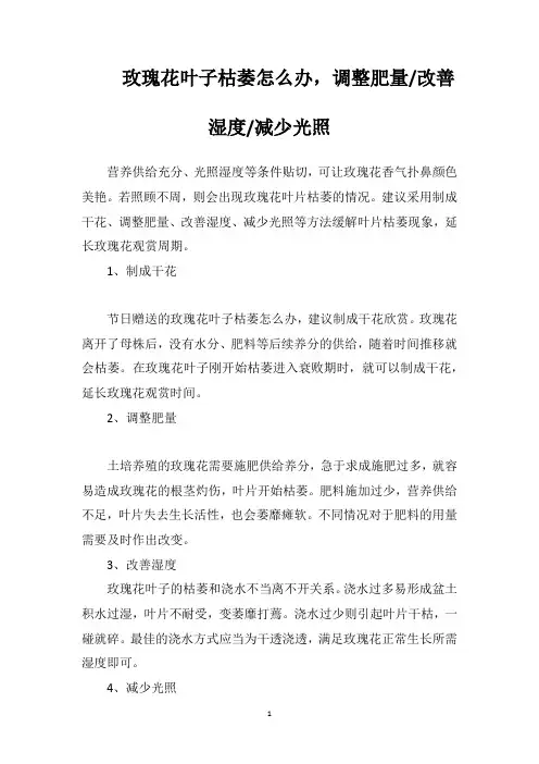 玫瑰花叶子枯萎怎么办,调整肥量改善湿度减少光照