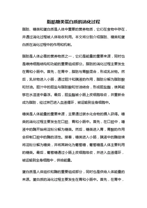 脂肪糖类蛋白质的消化过程