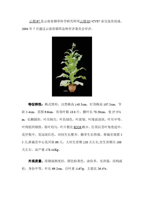 烤烟品种云烟97的主要特征特性