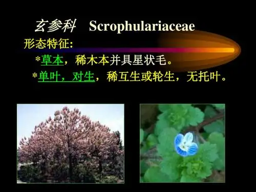 植物学精华——玄参科