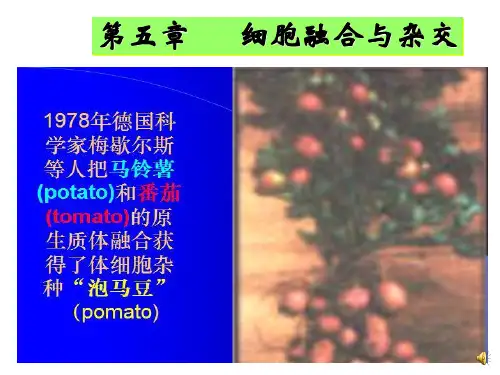 PEG诱导细胞融合