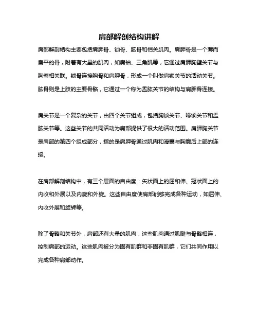 肩部解剖结构讲解
