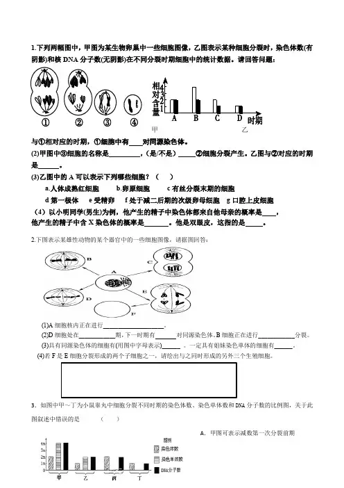 减数分裂专题训练