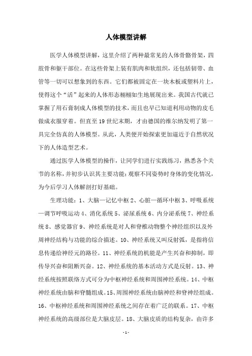 人体模型讲解