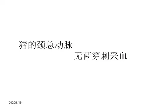 猪的颈动脉采血法