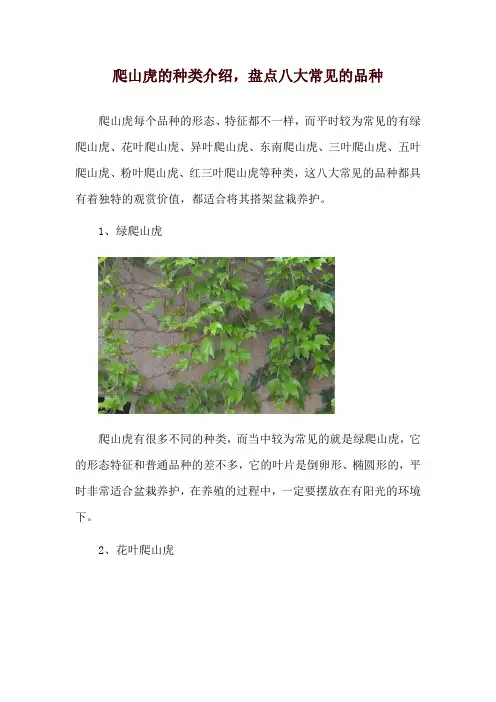 爬山虎的种类介绍,盘点八大常见的品种
