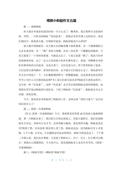 观察小蚂蚁作文五篇
