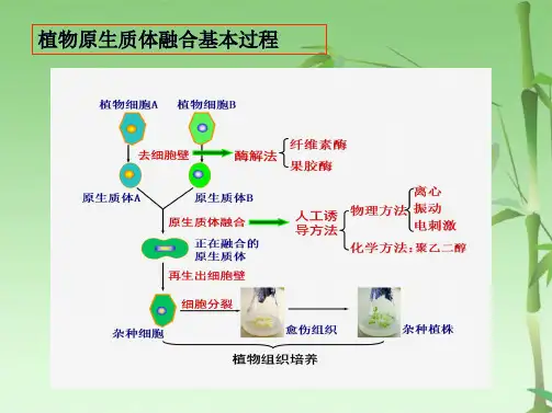 第六章植物原生质体融合技术黄秀梅(共49张PPT)