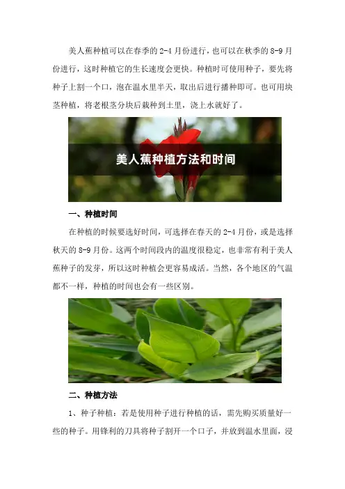 美人蕉种植方法和时间
