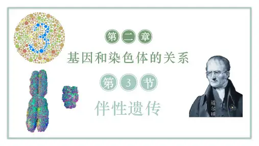 2-3伴性遗传(教学课件)——高中生物人教版(2019)必修第二册