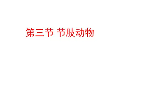 《节肢动物》课件PPT