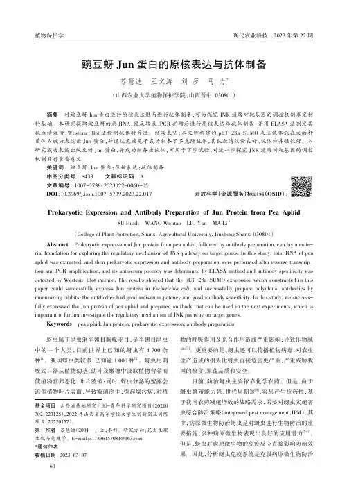 豌豆蚜Jun蛋白的原核表达与抗体制备