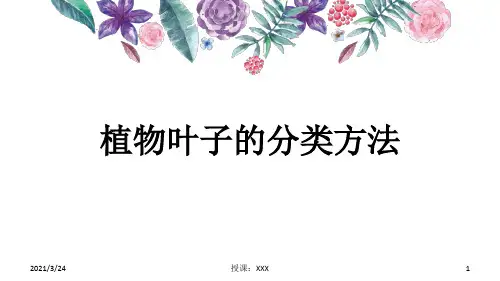 植物叶的区分PPT课件