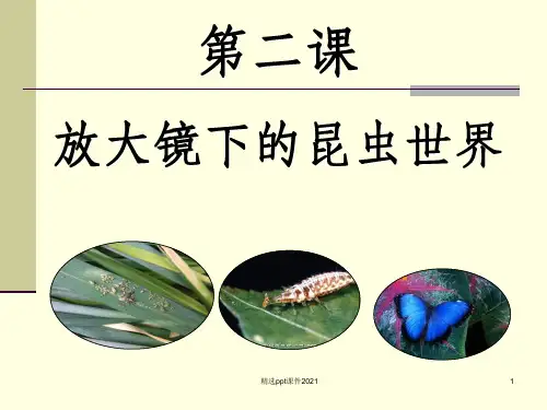教科版科学六年级下册《放大镜下的昆虫世界》PPT课件