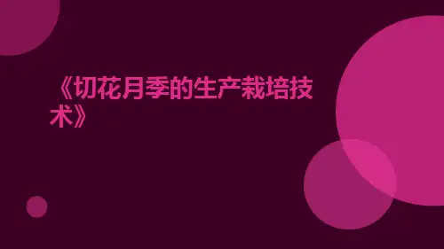 切花月季的生产栽培技术