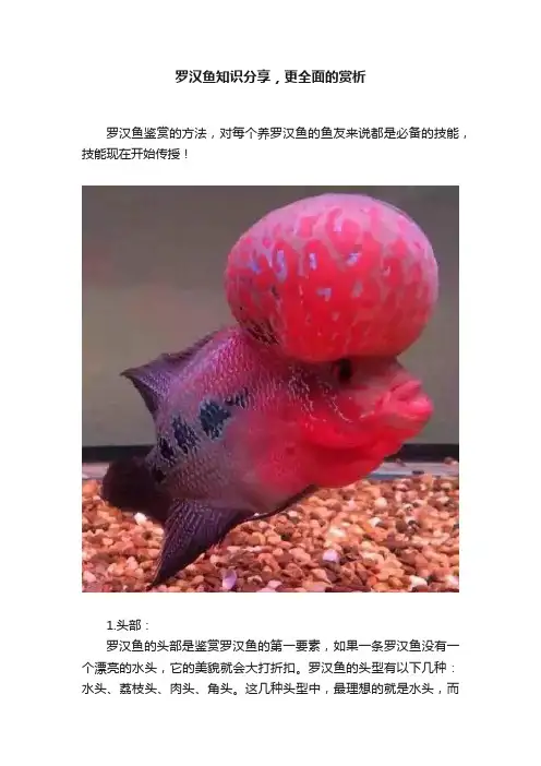 罗汉鱼知识分享，更全面的赏析