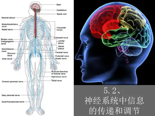 5.2神经系统中信息的传递和调