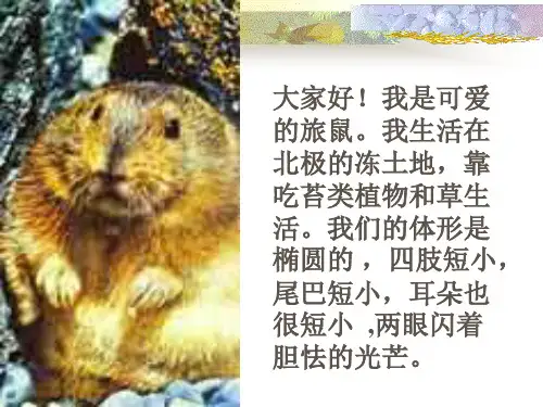 13旅鼠之谜