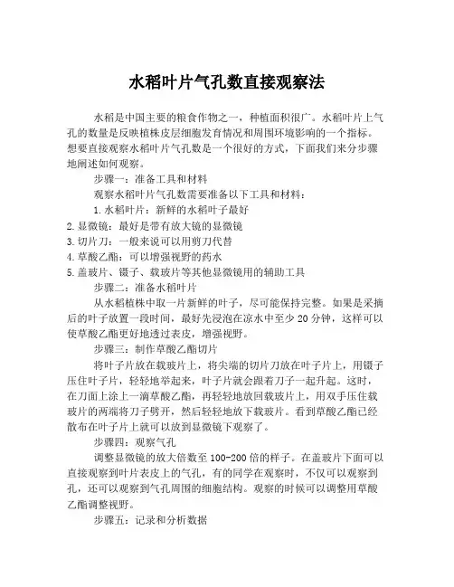 水稻叶片气孔数直接观察法