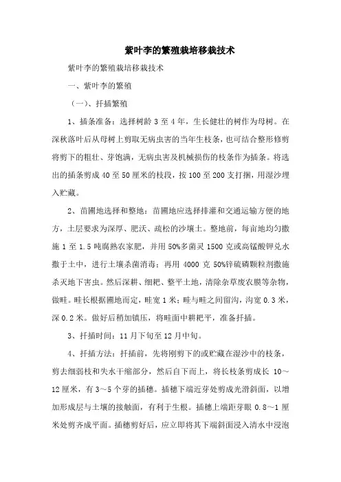 紫叶李的繁殖栽培移栽技术