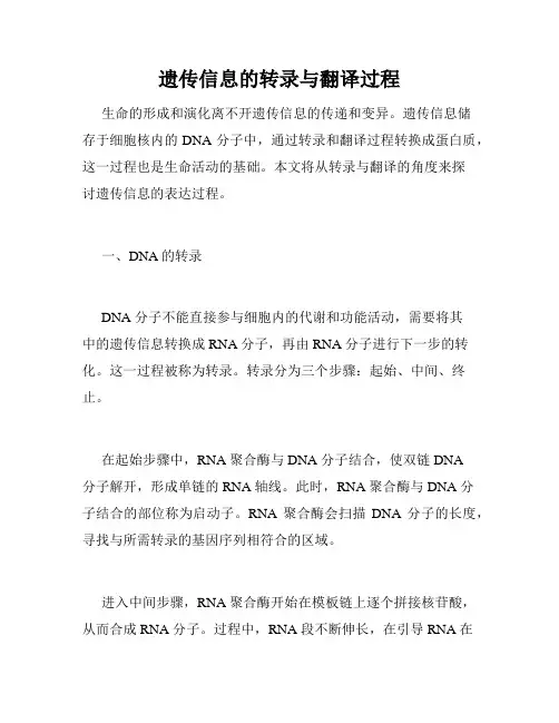 遗传信息的转录与翻译过程